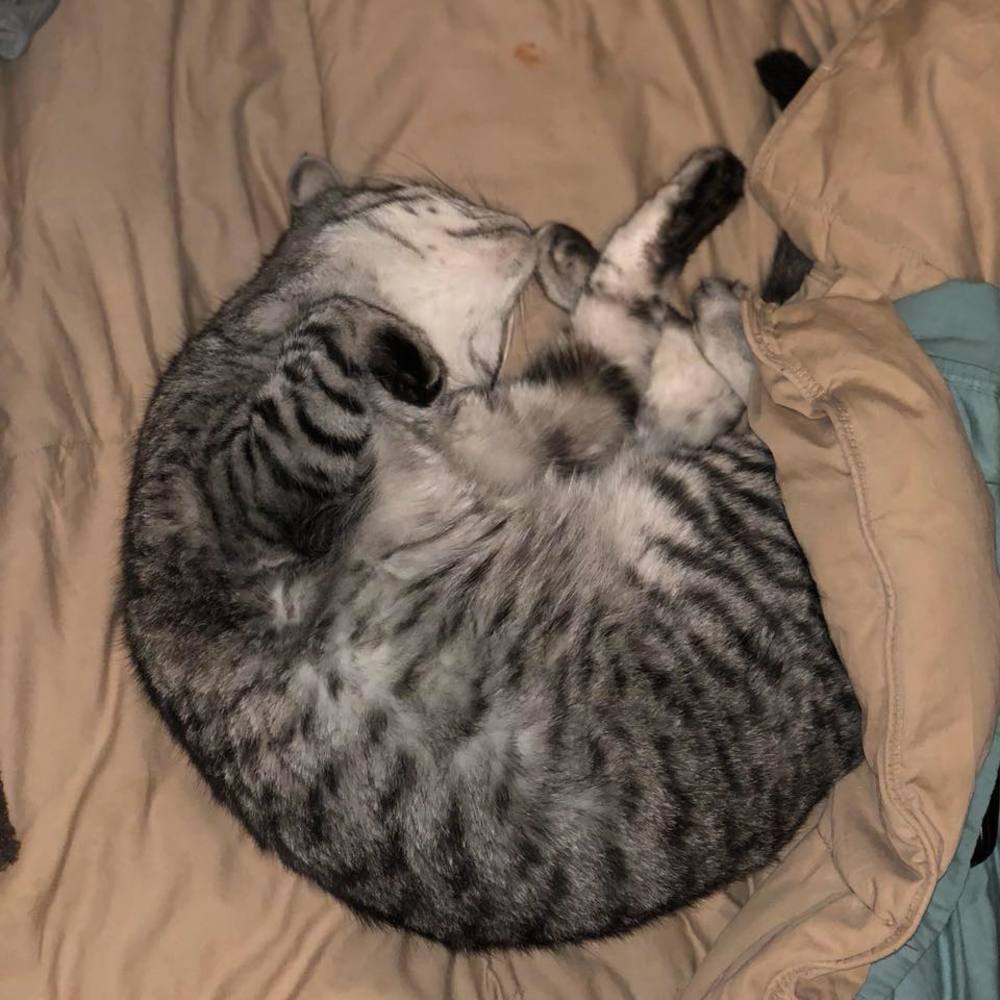 Meet your Posher, Rylee